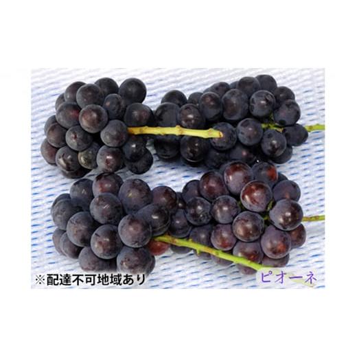 ふるさと納税 ぶどう 岡山県 高梁市   ニュー ピオーネ 3〜4房 約2kg 高梁市産 2026年 先行予約 しばくらぶどう園 葡萄 フルーツ 岡山 果物