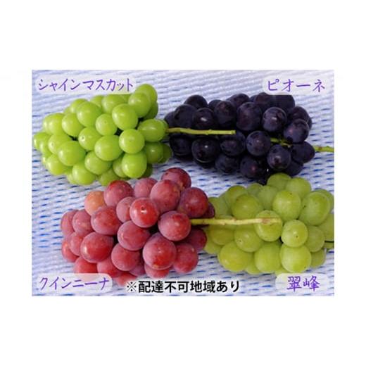 ふるさと納税 ぶどう 岡山県 高梁市   バラエティ セット 3〜4房 約2kg 高梁市産 2026年 先行予約 しばくらぶどう園 葡萄 フルーツ 岡山 果物 果…