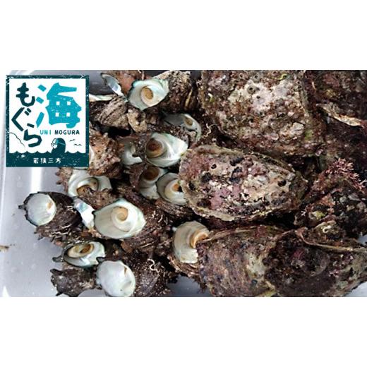 ふるさと納税 サザエ 福井県 若狭町 若狭湾産 天然岩ガキ、活さざえ詰め合わせ  