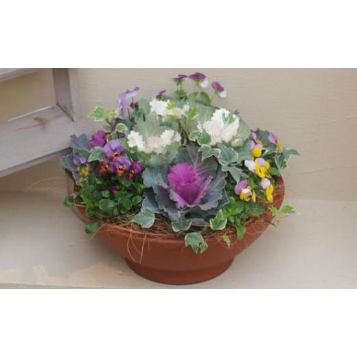 ふるさと納税 雑貨・日用品 苗木 福岡県 朝倉市 まるでお花のケーキ 葉ボタンの寄せ植え 苗木