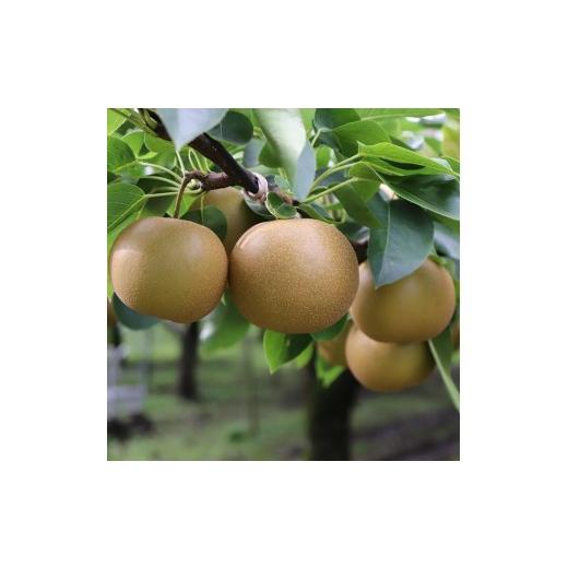 ふるさと納税 梨 山形県 三川町 食の都庄内 庄内の和梨 秀玉or南水 約10kg 9月中旬ごろより順次配送の画像