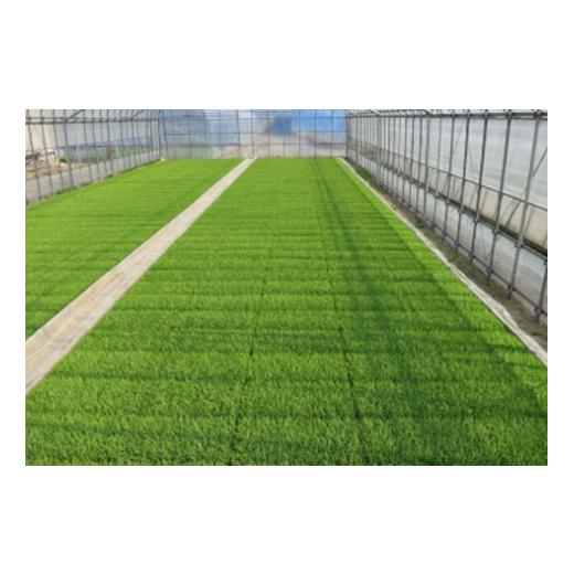 ふるさと納税 米 コシヒカリ 新潟県 阿賀野市 令和7年産 3か月定期便 JAS有機認証米 コシヒカリ 5kg×3回 新潟県 米 こめ コメ 白米 精米 さいとう農園 1G050…_3
