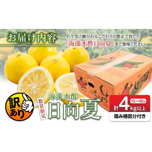 ふるさと納税 自治体にお任せ 宮崎県 日南市 先行予約 訳あり 海藻木酢 日向夏 小夏 計4kg以上 傷み補償分入り 期間限定 数量限定 フルーツ 果物 くだもの 柑… |  | 04