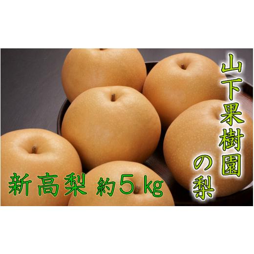ふるさと納税 梨 大分県 国東市 先行予約・数量限定 令和8年発送/山下果樹園の新高梨5kg_1640R