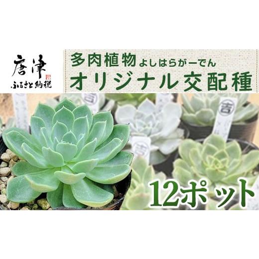 ふるさと納税 佐賀県 唐津市 多肉植物 よしはらがーでんオリジナル交配種 12ポットセット 希少品種 「2023年 令和5年」 