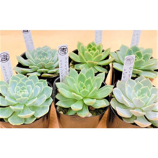 ふるさと納税 佐賀県 唐津市 多肉植物 よしはらがーでんオリジナル交配種 12ポットセット 希少品種 「2023年 令和5年」 