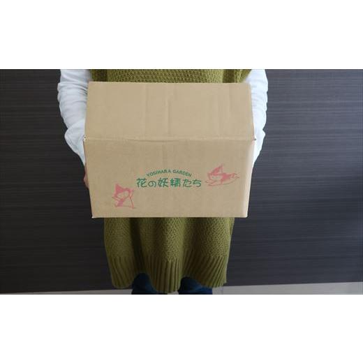 ふるさと納税 佐賀県 唐津市 多肉植物 よしはらがーでんオリジナル交配種 12ポットセット 希少品種 「2023年 令和5年」 