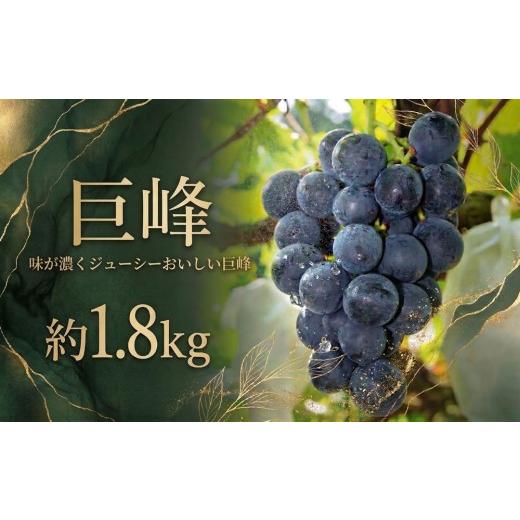 ふるさと納税 果物類 ぶどう 千葉県 東金市 鈴木ぶどう園 巨峰 約1.8kg 果物 フルーツ 葡萄 ブドウ 千葉県