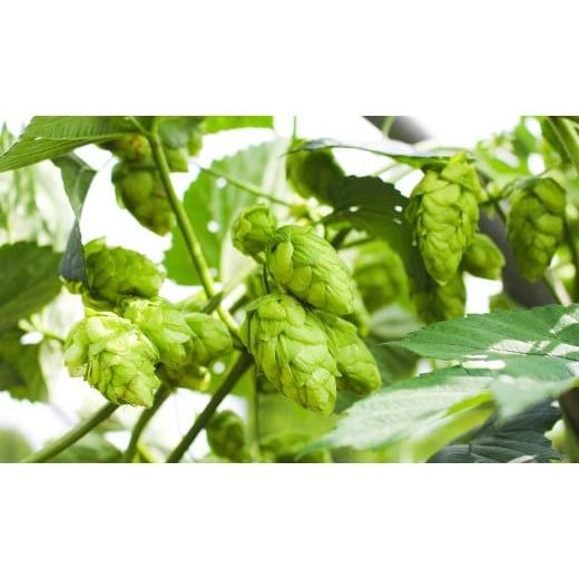 ふるさと納税 炭酸飲料 岩手県 一関市 ノンアルコールビール クラフトビール「禁酒時代のヒール」330ml × 24本 ノンアル ノンアルコールビール飲料 瓶 ビール…_3