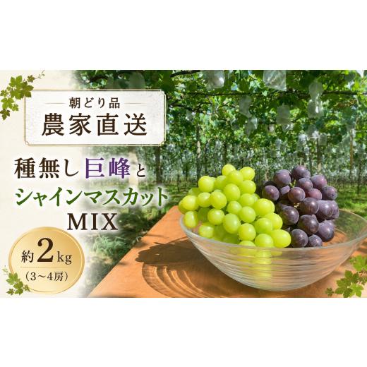 ふるさと納税 ぶどう 巨峰 愛知県 豊田市 農家直送(収穫日に発送) 種無し 巨峰 と シャインマスカット MIX 約2kg (3〜4房) | 先行予約 巨峰 シャインマスカ…