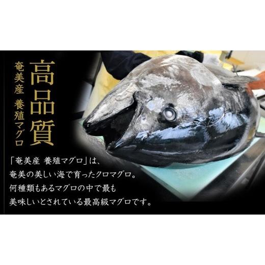 ふるさと納税 マグロ 鹿児島県 瀬戸内町 クロマグロ 2.5kg以上