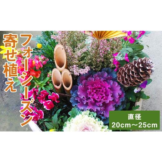 ふるさと納税 熊本県 菊池市 フォーシーズン お花の寄せ植え 4〜5種 花 フラワー 観葉植物 植物 インテリア
