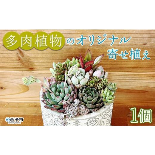 ご確認用多肉^^ 確認用多肉植物の育成書 X88578724 【卸売り】