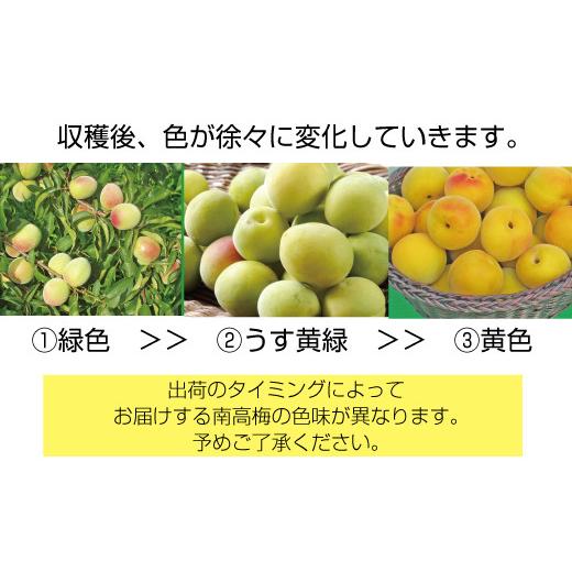 【訳あり品】 ふるさと納税 和歌山県 北山村 【梅干し・梅酒用】熟南高梅（生梅）3Lサイズ約10kg＜6月中旬から順次発送＞ 【IQY1277621173】(45000円)