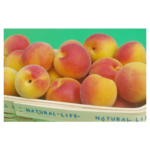 【訳あり品】 ふるさと納税 和歌山県 北山村 【梅干し・梅酒用】熟南高梅（生梅）3Lサイズ約10kg＜6月中旬から順次発送＞ 【IQY1277621173】(45000円)