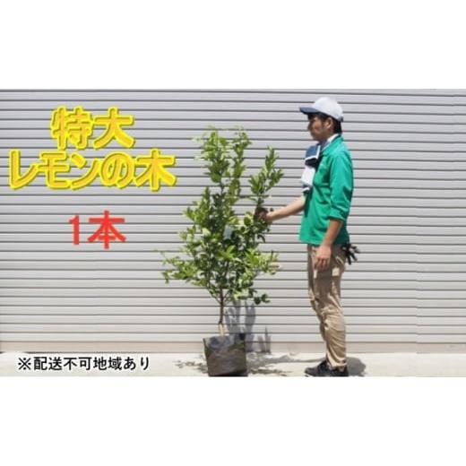 ふるさと納税 雑貨・日用品 苗木 福岡県 朝倉市 鉢植え レモンの木 特大サイズ 1本 配送不可 北海道 沖縄 離島_1