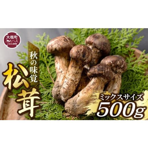 ふるさと納税 野菜類 きのこ 岩手県 大槌町 《先行予約》 令和8年10月より発送 秋の味覚 松茸ミックスサイズ 500g（MJ）国産 岩手 岩手県 土瓶蒸し 松茸ごはん…_1