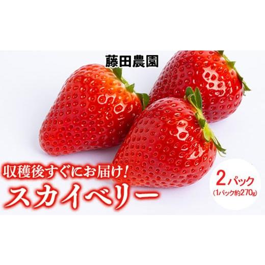ふるさと納税 いちご 栃木県 上三川町 先行予約 鬼怒川の恵みをたっぷり受けた 栃木県上三川(かみのかわ)町産 スカイベリー 2パック いちご イチゴ 苺 スカ…