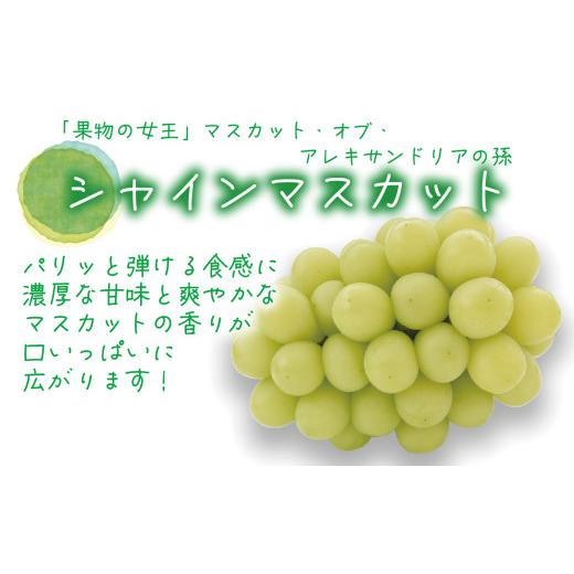 ふるさと納税 野菜類 きのこ 岡山県 真庭市  2026年先行予約 花笑み農園　岡山の『松茸+シャインマスカット』秋の味覚セット hana022-02_2