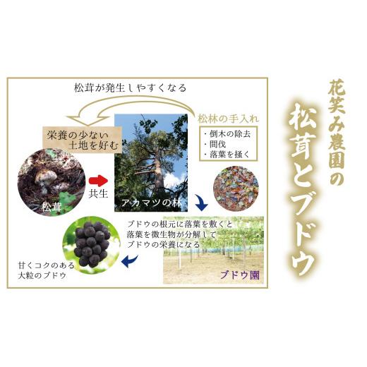 ふるさと納税 野菜類 きのこ 岡山県 真庭市  2026年先行予約 花笑み農園　岡山の『松茸+シャインマスカット』秋の味覚セット hana022-02_6