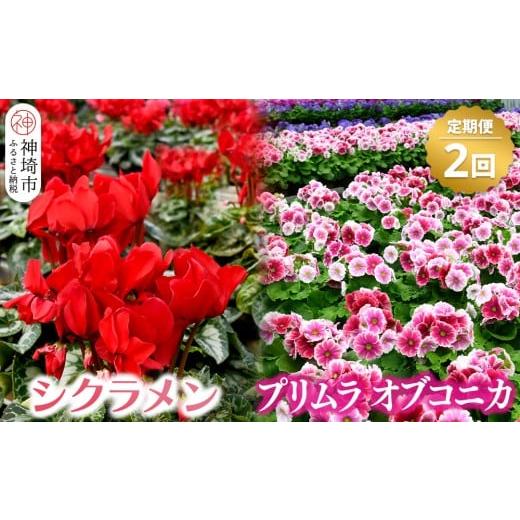 ふるさと納税 雑貨・日用品 花 佐賀県 神埼市 先行受付11月20日より発送 数量・期間限定 シクラメン レッド6号鉢・プリムラ オブコニカ5号鉢×3鉢の定期便 2…