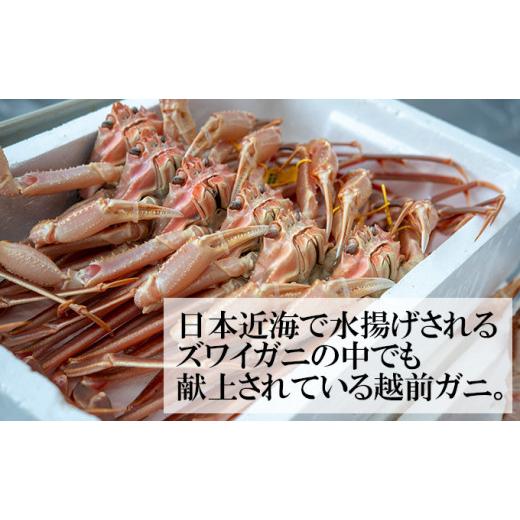 ふるさと納税 カニ ずわいガニ 福井県 若狭町 訳あり 期間限定 茹で 越前ガニ 約600g〜700g未満 1杯 脚折れ 茹でガニ 越前カニ 越前蟹 ズワイガニ ずわい蟹 か…_2
