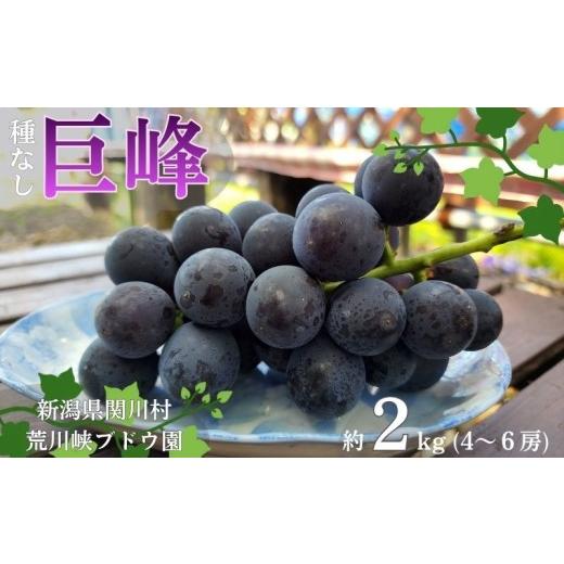 ふるさと納税 ぶどう 巨峰 新潟県 関川村 先行予約 ぶどうの王様 種なし巨峰 約2kg 荒川峡ブドウ園 1243930