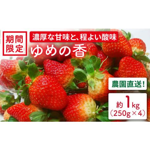 ふるさと納税 長崎県 長崎市 長崎県産いちご ゆめの香 約1kg(250g×4パック) / いちご イチゴ 大粒 濃厚 ゆめの香 贈答 ギフト 2L 3L[和農園] 