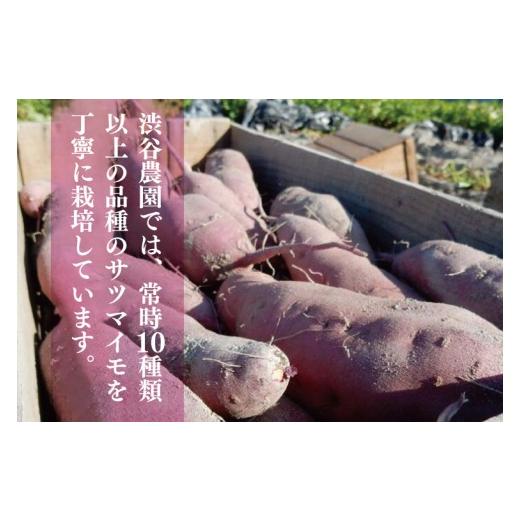 ふるさと納税 野菜類 サツマイモ 茨城県 行方市 2025年度産 ホクホクで甘いさつまいも すずほっくり 約5kg｜さつまいも 芋 お芋 すずほっくり 渋谷農園 茨城県…の画像
