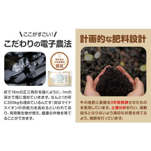 ふるさと納税 野菜類 玉ねぎ 北海道 浦幌町 電子技法栽培たまねぎ2種セット 紫玉ねぎ 黄玉ねぎ 合計約10kg 野菜《2026年10月上旬から順次出荷》橋枝物産 北海…の画像