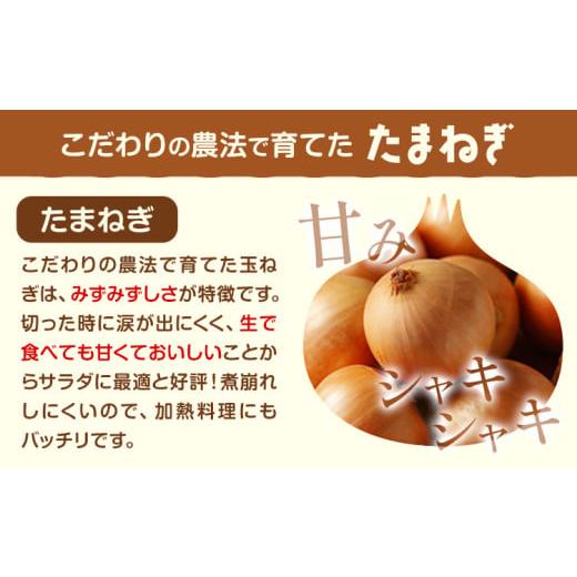 ふるさと納税 野菜類 玉ねぎ 北海道 浦幌町 電子技法栽培たまねぎ2種セット 紫玉ねぎ 黄玉ねぎ 合計約10kg 野菜《2026年10月上旬から順次出荷》橋枝物産 北海…の画像