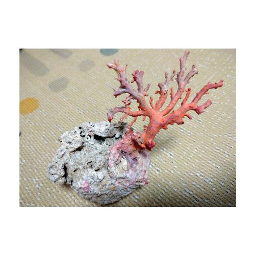 ふるさと納税 高知県 宿毛市 海の秘宝珊瑚:珊瑚の原木06