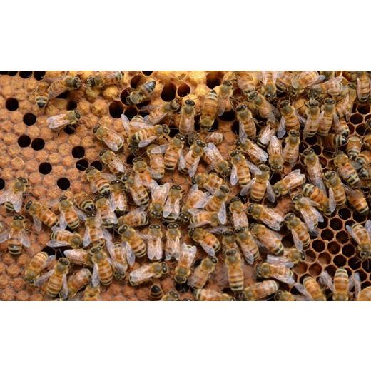 ふるさと納税 加工品等 はちみつ 石川県 羽咋市 りんご 百花 蜂蜜 175g 3本 国産 天然 純粋 非加熱 無調整 優しい 甘さ コク 複雑な 味わい 農家 熟成 手作業 …の画像