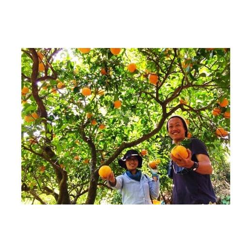 ふるさと納税 三重県 熊野市 [アタシカ果樹] 樹上完熟 カラマンダリン (4.5kg) 柑橘 くだもの フルーツ みかん 熊野
