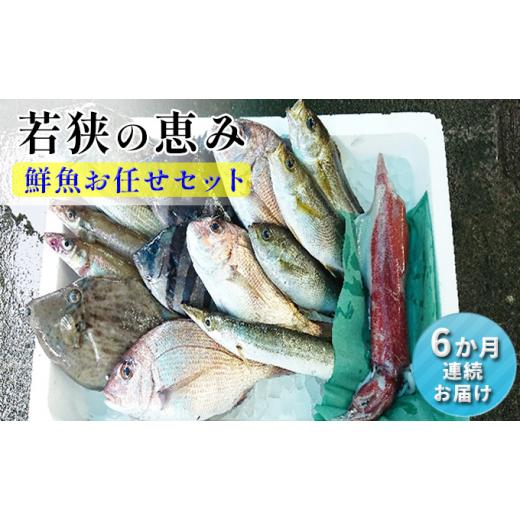 ふるさと納税 福井県 若狭町 [祝北陸新幹線延伸][定期便 6か月連続]若狭の恵み 鮮魚ボックス(種類はお任せ)