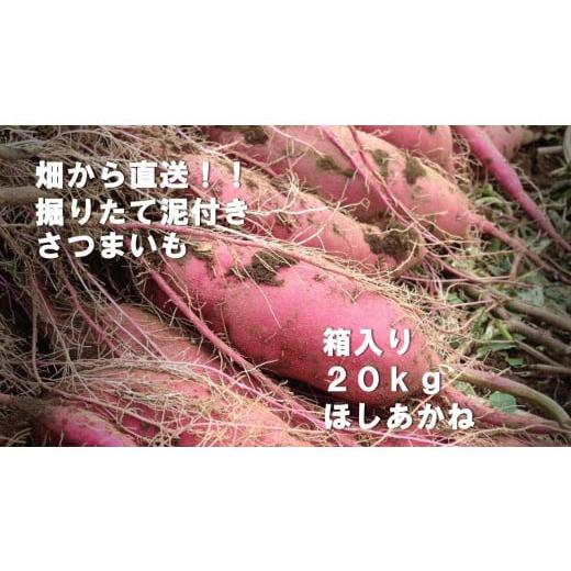 ふるさと納税 茨城県 行方市 BZ-24 [先行予約]約20kg箱入りサツマイモ(ほしあかね)