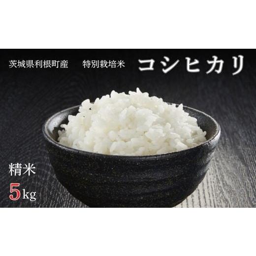 ふるさと納税 米 コシヒカリ 茨城県 利根町 利根町産 特別栽培米 コシヒカリ 精米5kg / お米 コメ こめ ごはん コシヒカリ 白米 精米 5kg 特別栽培 令和7年…