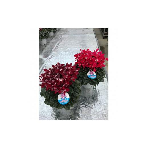 ふるさと納税 雑貨・日用品 花 福島県 南相馬市 2026年 先行予約