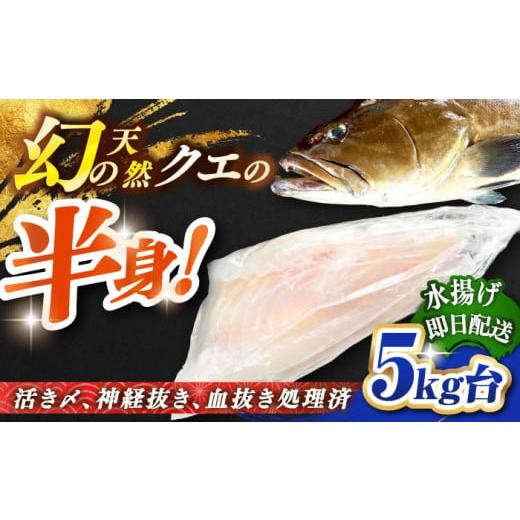 ふるさと納税 魚貝類 長崎県 壱岐市 天然クエ(一本丸ものサイズ 5キロ台・半身) JBS096 21万 200000 200000円 20万円 5キロ台