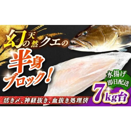 ふるさと納税 魚貝類 長崎県 壱岐市 天然クエ(一本丸ものサイズ 7キロ台・半身ブロック) JBS097 28万 300000 300000円 30万円 7キロ台