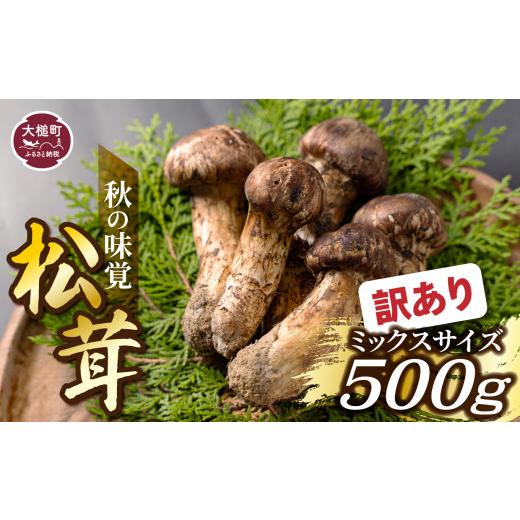 ふるさと納税 野菜類 きのこ 岩手県 大槌町 [先行予約] 令和8年10月より発送 訳あり 秋の味覚 松茸約 500g(MJ)国産 岩手 岩手県 土瓶蒸し 松茸ごはん マツ…