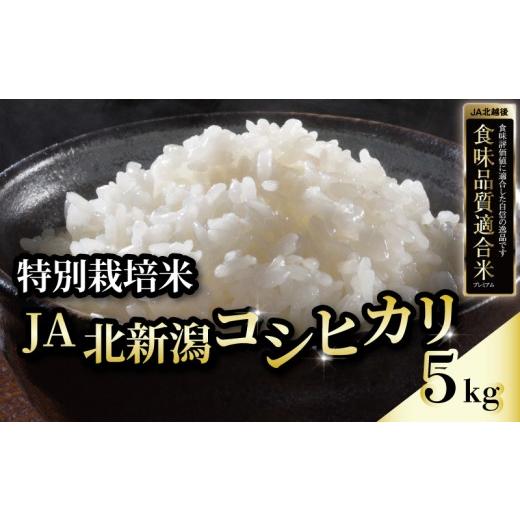 ふるさと納税 米 コシヒカリ 新潟県 新発田市 令和7年産 JA北新潟コシヒカリ 5kg 特別栽培米 今摺米 新潟 米 お米 こめ ごはん ブランド米 新潟産 コシヒカリ …