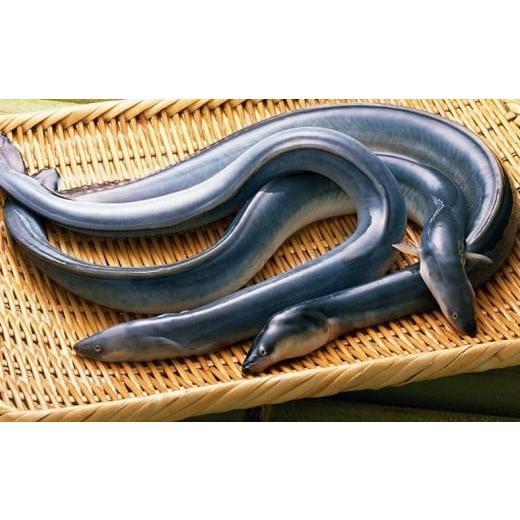 ふるさと納税 お食事券 埼玉県 さいたま市 浦和のうなぎを育てる会　お食事券　 11100-0128 さいたま 浦和で食事 鰻料理 うなぎ蒲焼 蒲焼き 有名 伝統の味 旅…_4