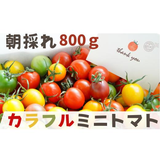 ふるさと納税 千葉県 八街市 [ 800g ]げんき農場の カラフルミニトマト | 5種類食べ比べ トマト ミニトマト トマト800g 八街 千葉 渡辺パイプ 朝どれ 産地…