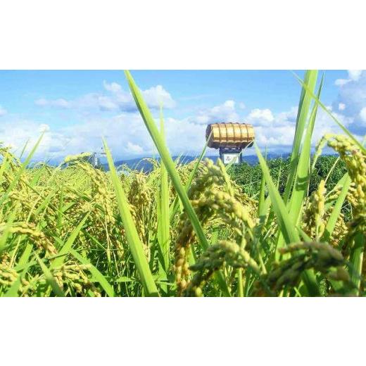 美品 ふるさと納税 新潟県 十日町市 【定期便 毎月発送 12回】魚沼産 コシヒカリ 4kg 特別栽培米 魚沼の宝物 嘉六 農家のこだわり 新潟県 十日町市 こしひかり お米… 【S1433766730】(50500円)