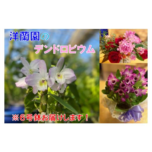 ふるさと納税 山口県 長門市 (1261)長門産　高見洋蘭園のデンドロビウムお届け便（6号鉢） 通年受付ですが 配送は12/5 5/15の間になります
