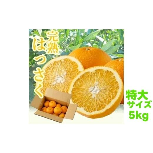 ふるさと納税 みかん・柑橘類 和歌山県 広川町 タカじいの 完熟 さつき はっさく 5kg/ 八朔 特大サイズ 和歌山 有田 柑橘 2027年4月上旬〜4月下旬に順次発送 …