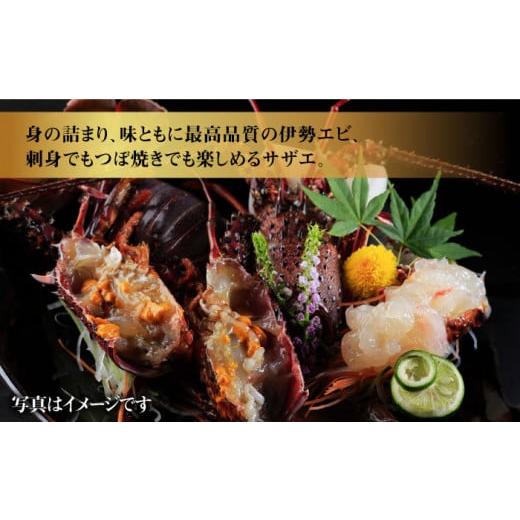 ふるさと納税 長崎県 長崎市 活伊勢海老（イセエビ）0.5kg・活サザエ1.5kg えび 贈答 ギフト＜野母崎三和漁業協同組合 活魚流通センター＞ [LEL003] 5kg