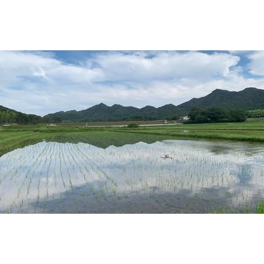 ふるさと納税 兵庫県 加西市 【3ヶ月連続お届け】播州加西産コシヒカリ 3kg×2袋《定期便》｜furusatochoice｜05