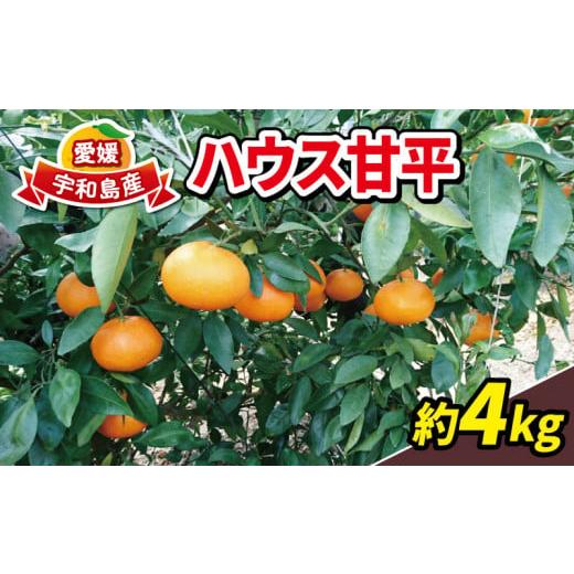 ふるさと納税 みかん・柑橘類 愛媛県 宇和島市 甘平 4kg 15~22個 ハウス栽培 南予ファーム かんぺい 高級 希少 限定 品種 ブランド シャキシャキ 甘い 果物 く…